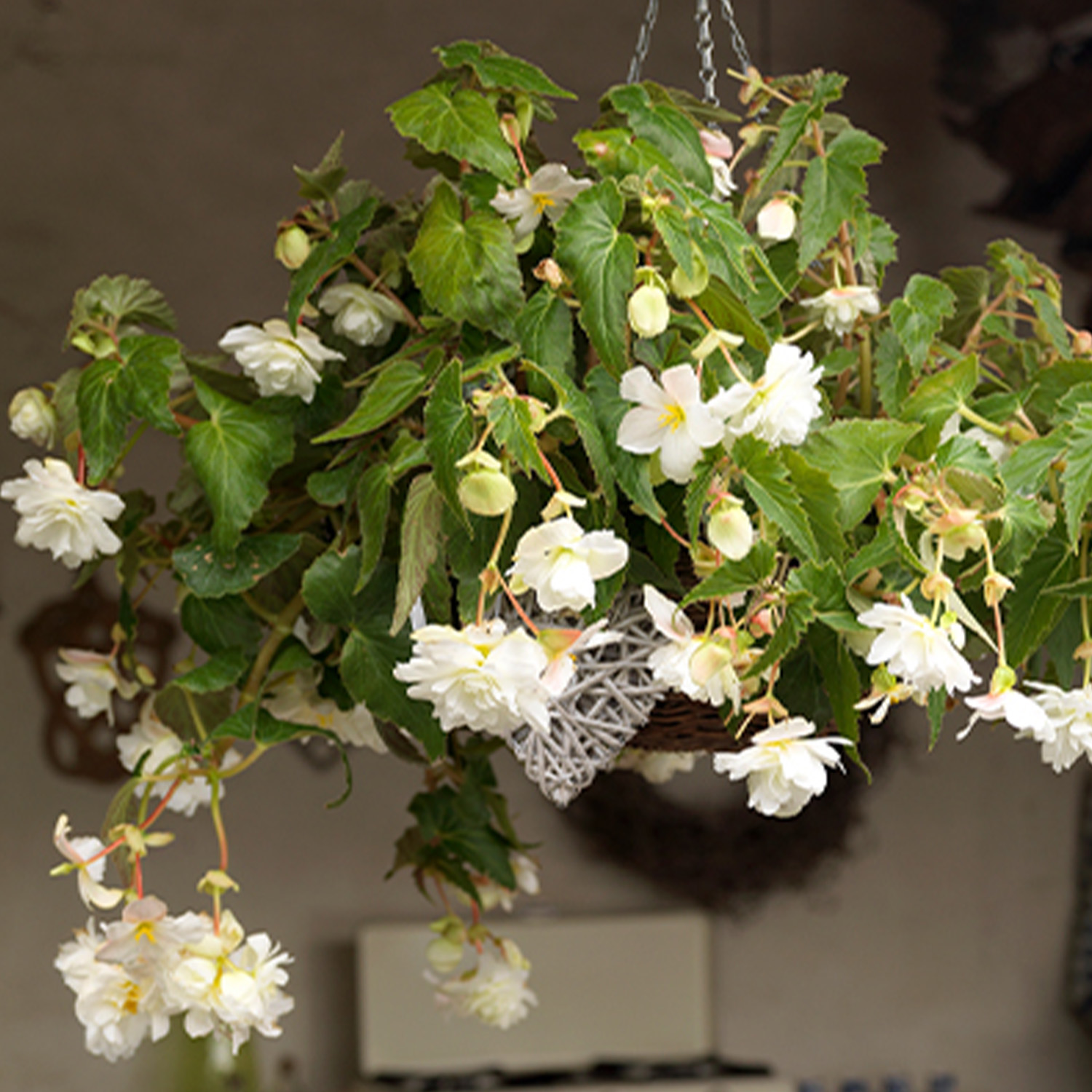 Hängebegonie 'Pendula Weiß' - 3 Stück