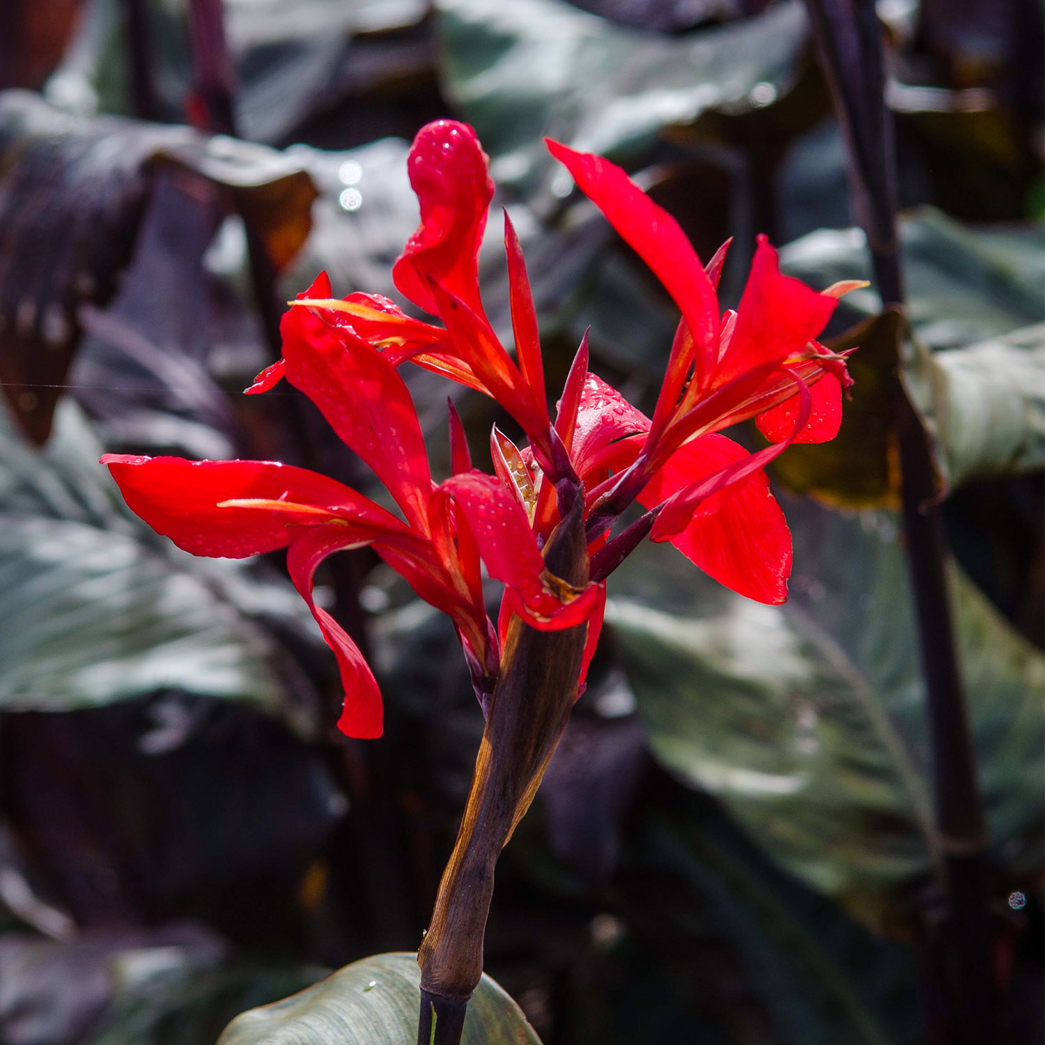 Canna 'Red Futurity'- 1 Stück