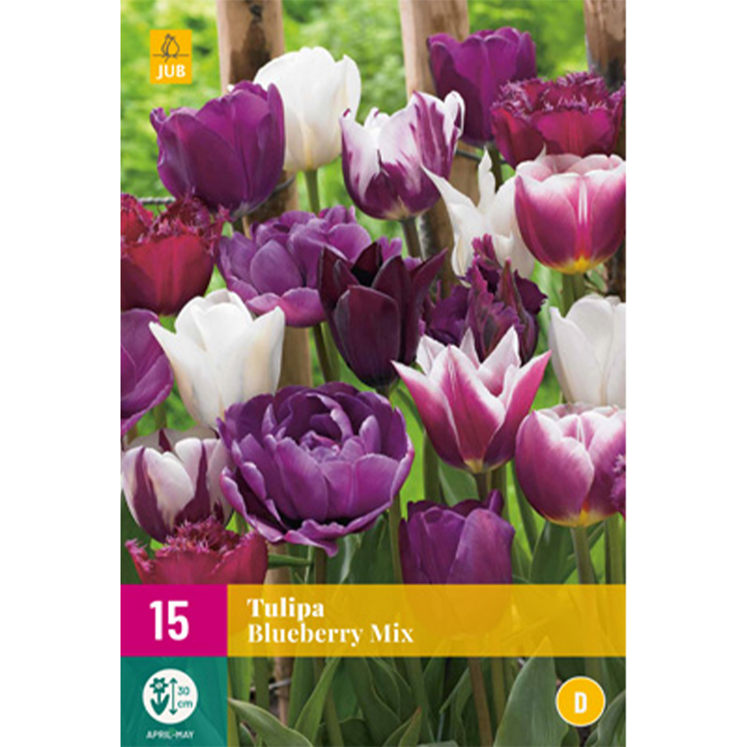 Tulpen-Mischung 'Blueberry' - 15 Stück