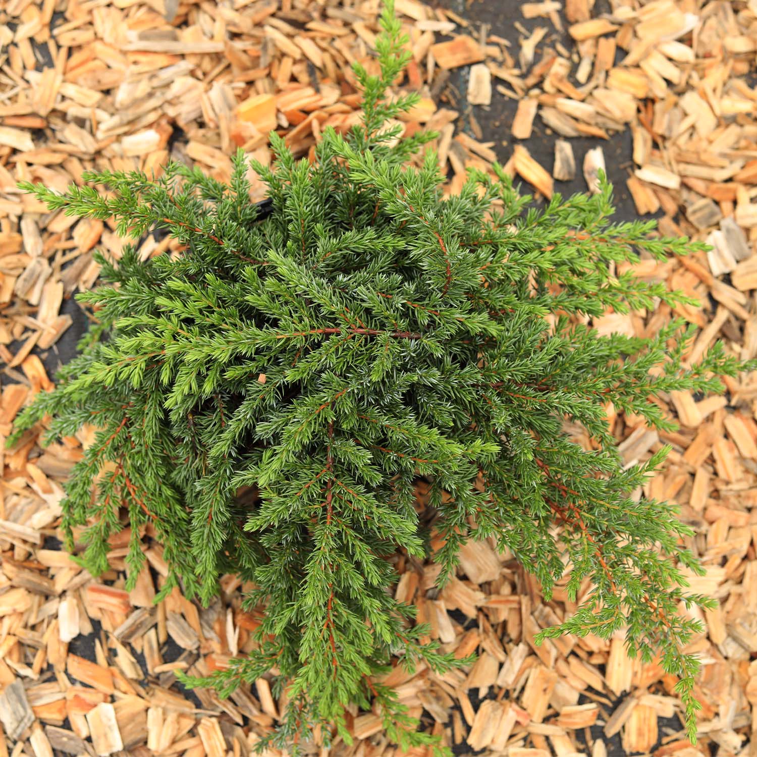 Wildwacholder 'Green Mantle'