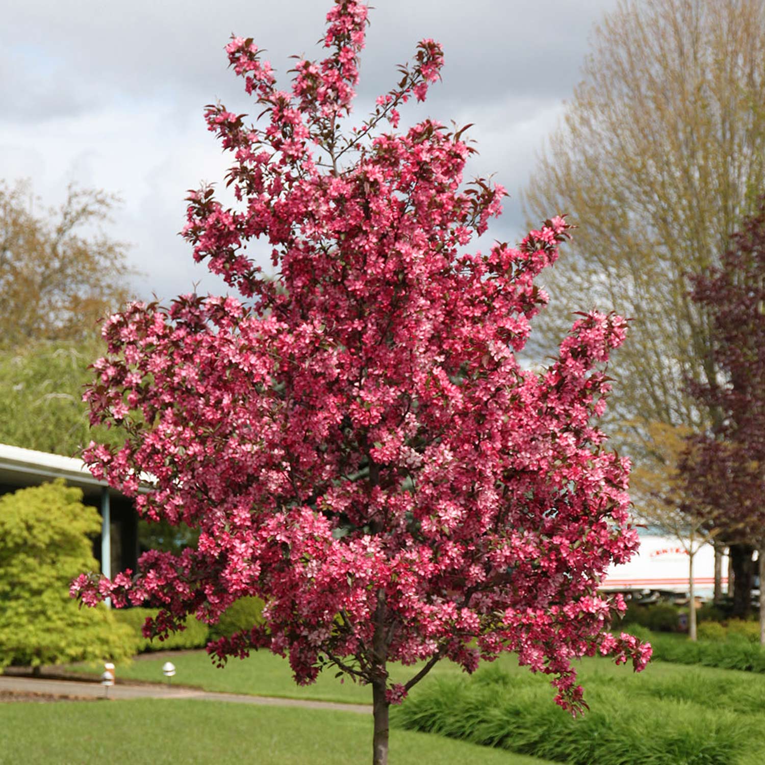 Zierapfel 'Royal Raindrops®'