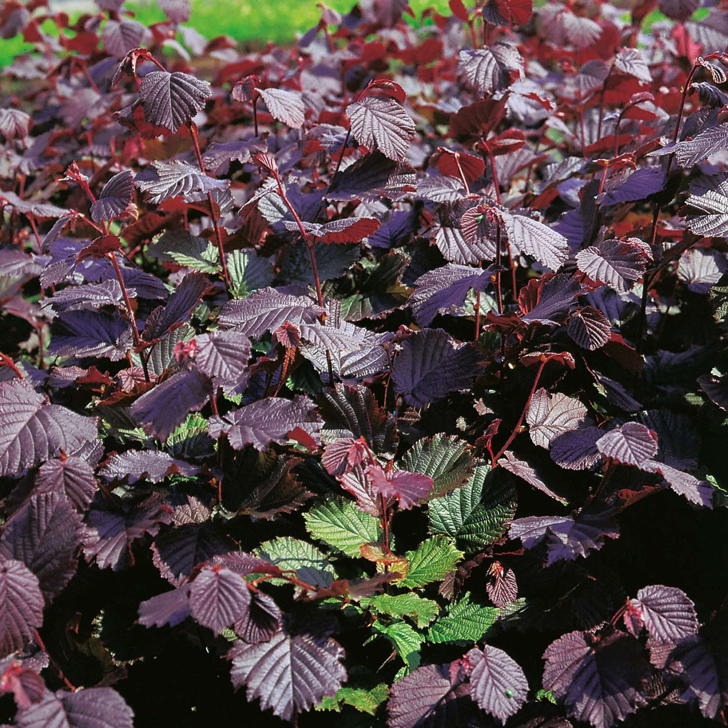 Rotblättrige Haselnuss 'Rotes Kraftpaket'  - Kleine Gartenforscher