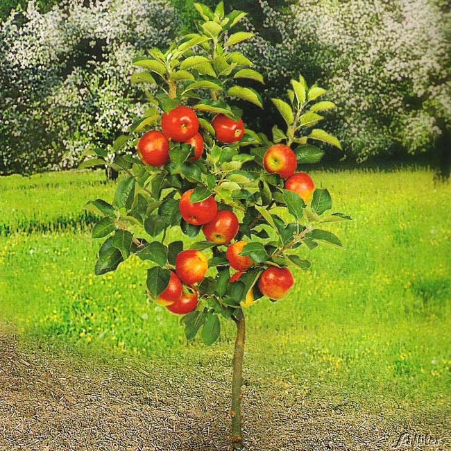 Balkon-Apfel 'Croquella'