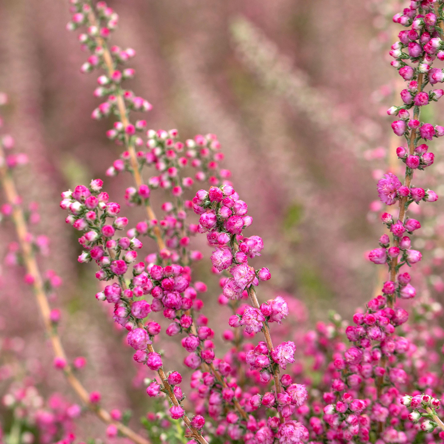 Sommerheide 'Jana'