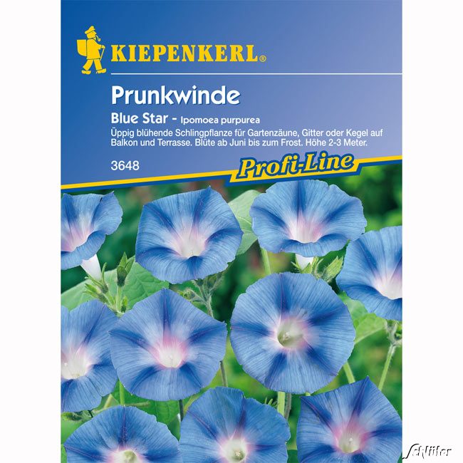 Winde (Prunkwinde) 'Blue Star'