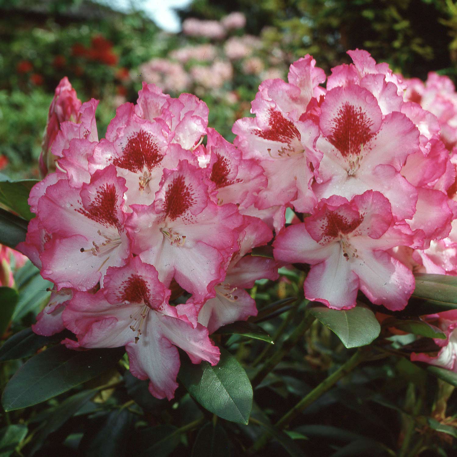 Rhododendron 'Hachmanns Charmant®'