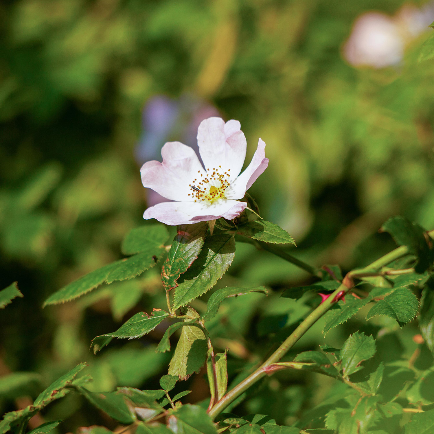 Rosa Canina,  Hundsrose