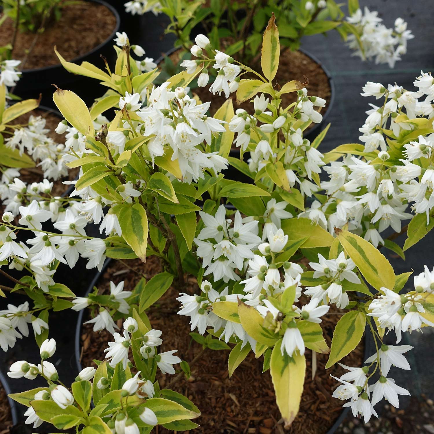 Gelbbunter Maiblumenstrauch Deutzia gracilis 'Aurea'