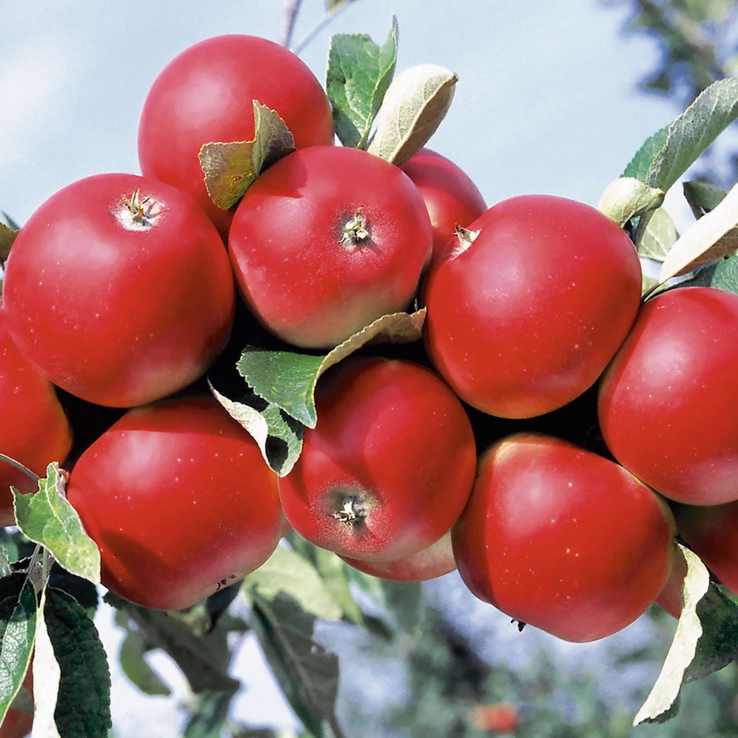 Herbstapfel 'Berner Rosenapfel'