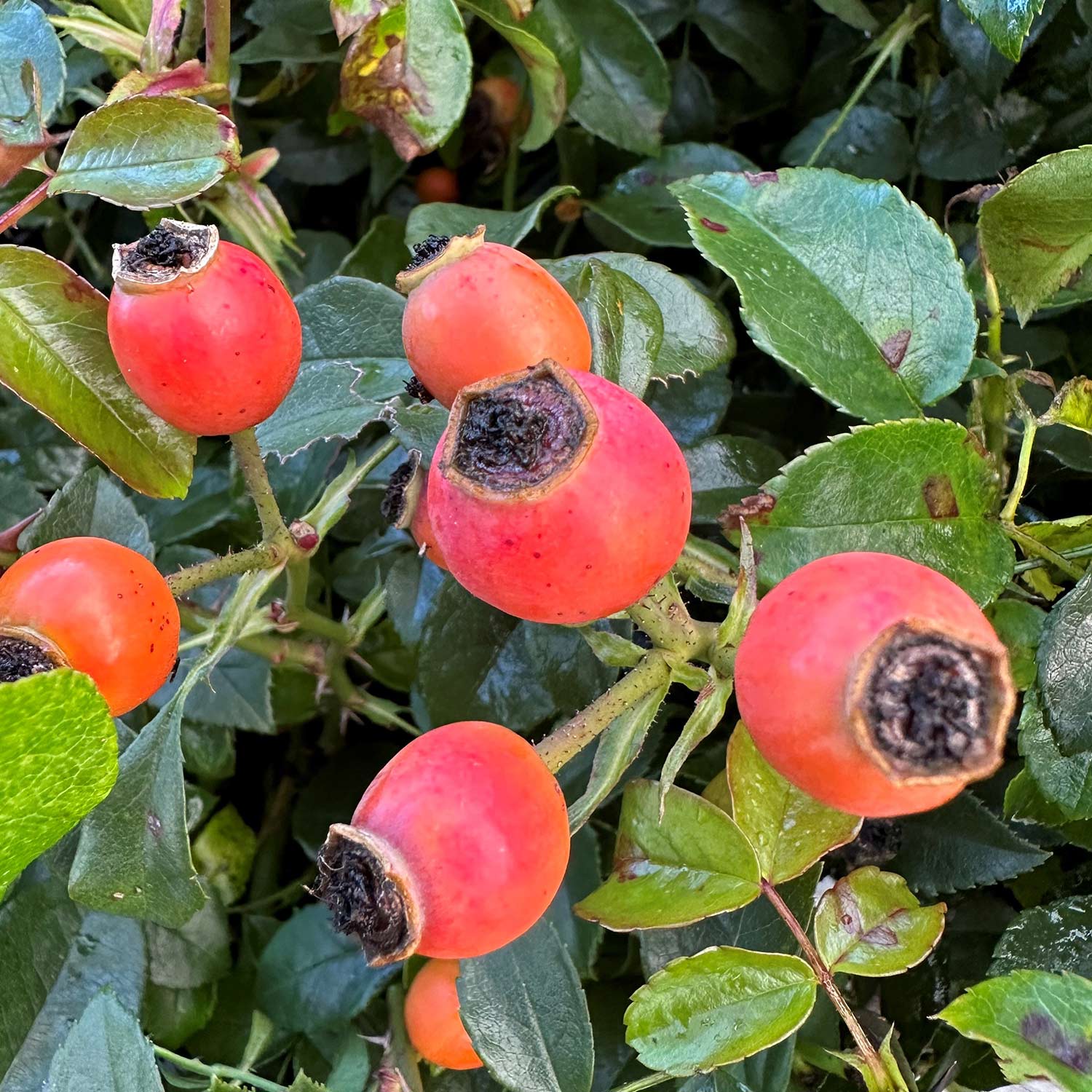 Beetrose 'Aprikola' Wz, 3 starke Triebe Lieferform: wurzelnackte Pflanze in A-Qualität, mindestens 3 Triebe