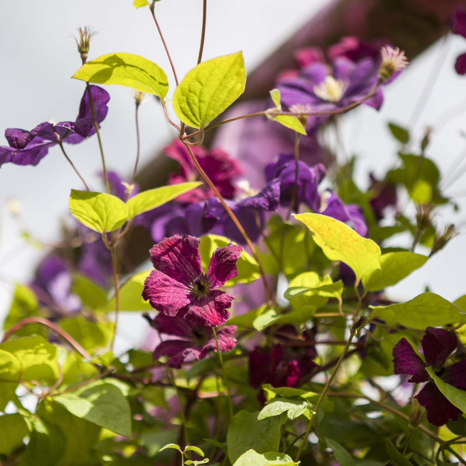 Clematis 'Rubra'