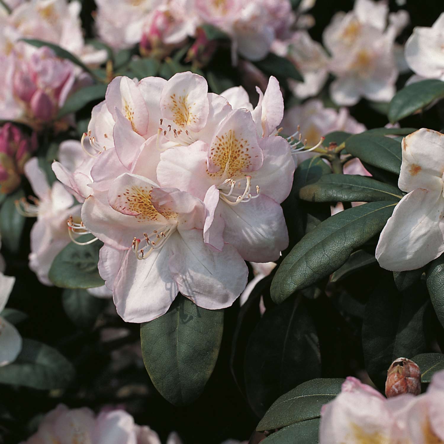 Rhododendron 'Gomer Waterer'