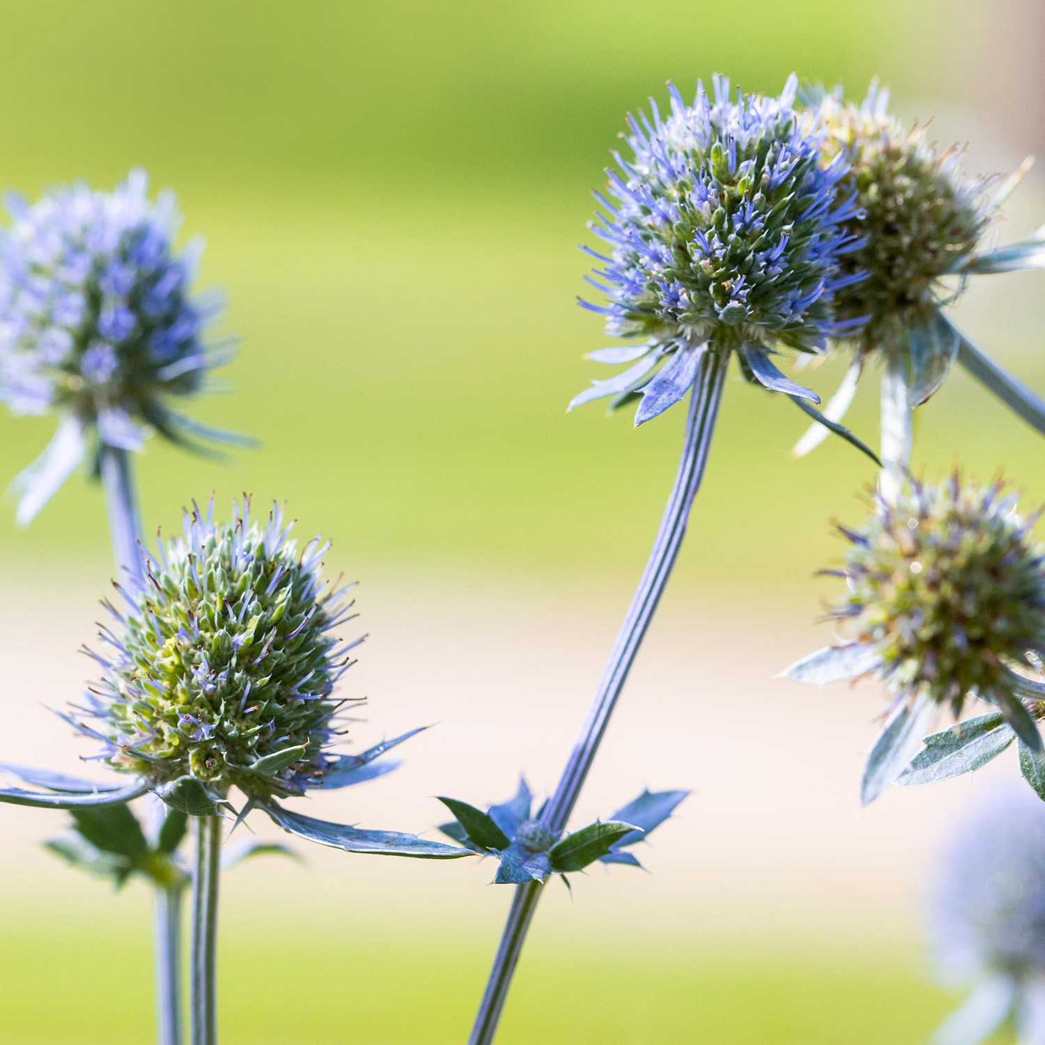 Kategorie <b>Produkt ohne Kategoriezuordnung </b> - Flachblatt-Mannstreu / Edeldistel Lieferform: Im 9 cm Topf - Eryngium planum