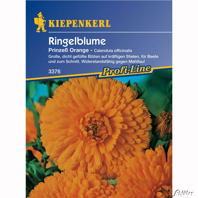 Ringelblumen 'Prinzeß Orange'