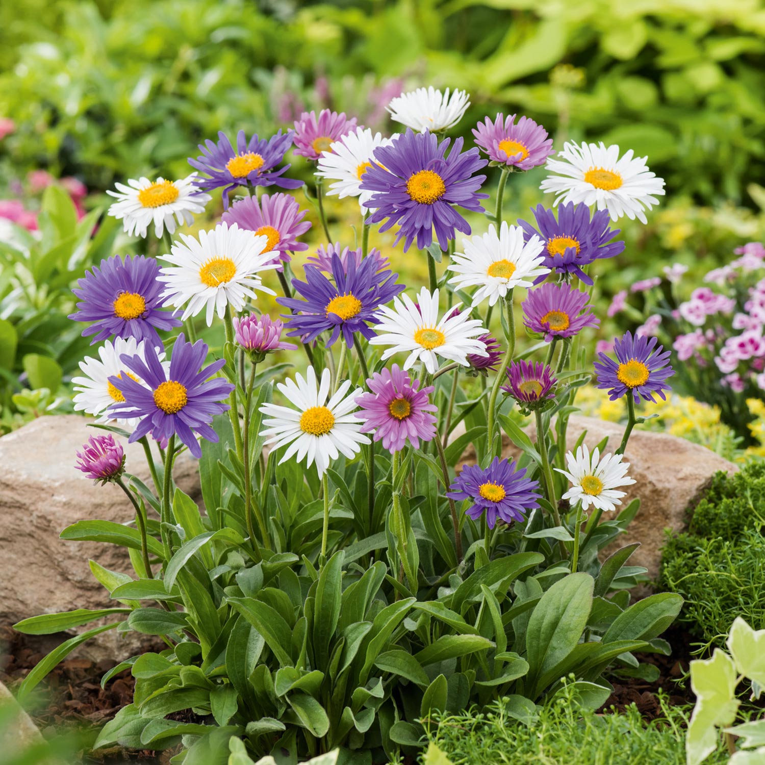 Kategorie <b>Produkt ohne Kategoriezuordnung </b> - Alpen-Aster &#039;Rosa&#039; Lieferform: Im 9 cm Topf - Aster alpinus rosa