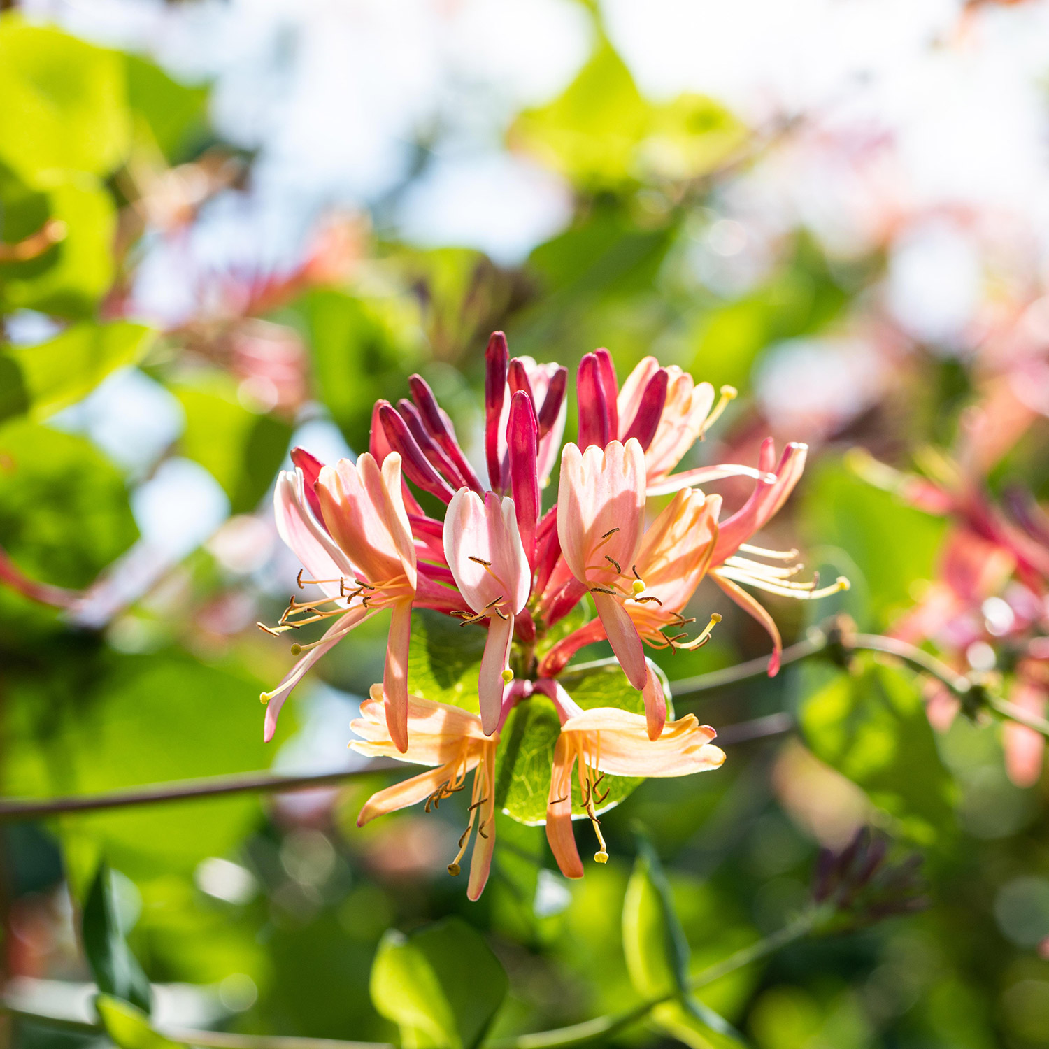 Geißblatt 'Goldflame'