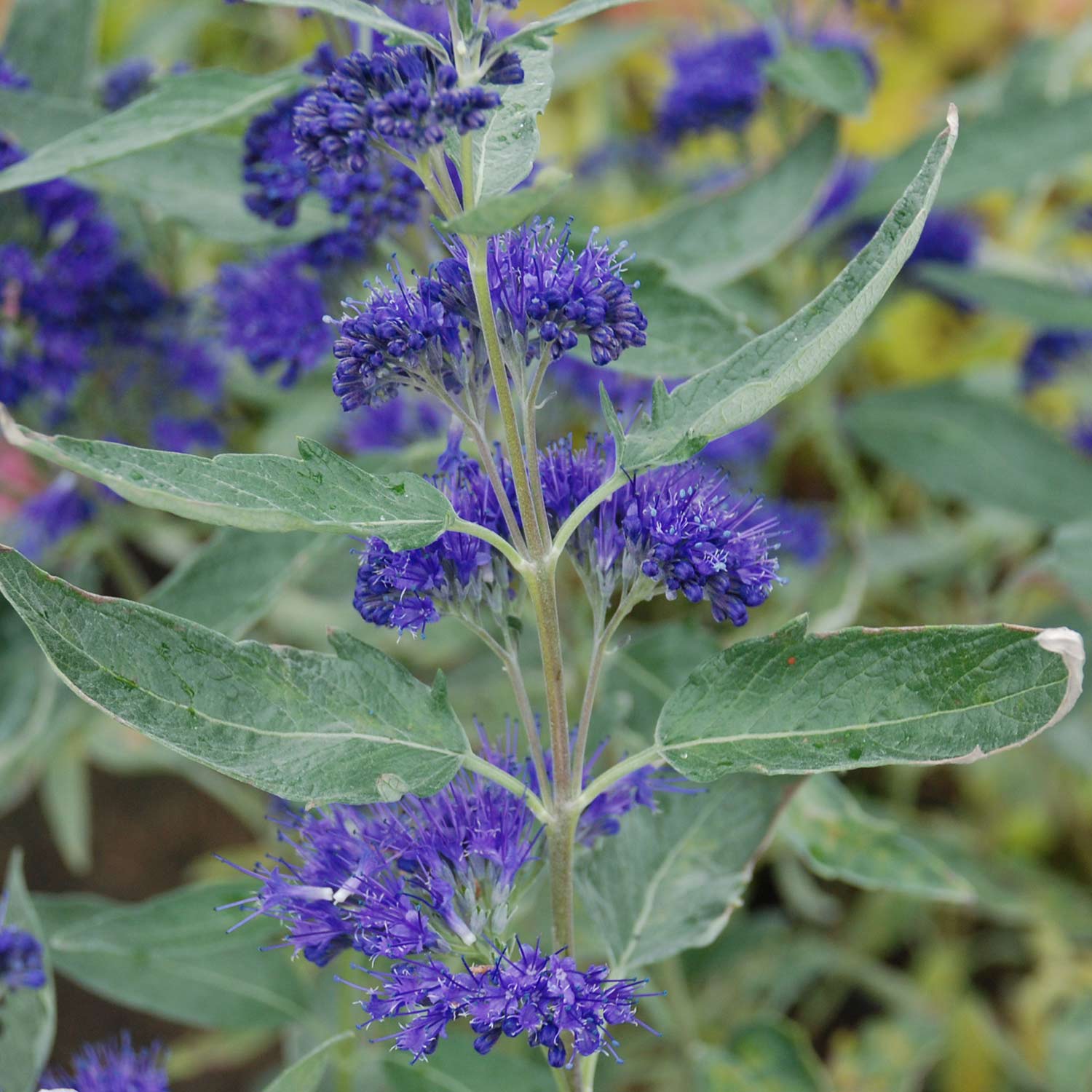 Bartblume 'Petit Bleu'