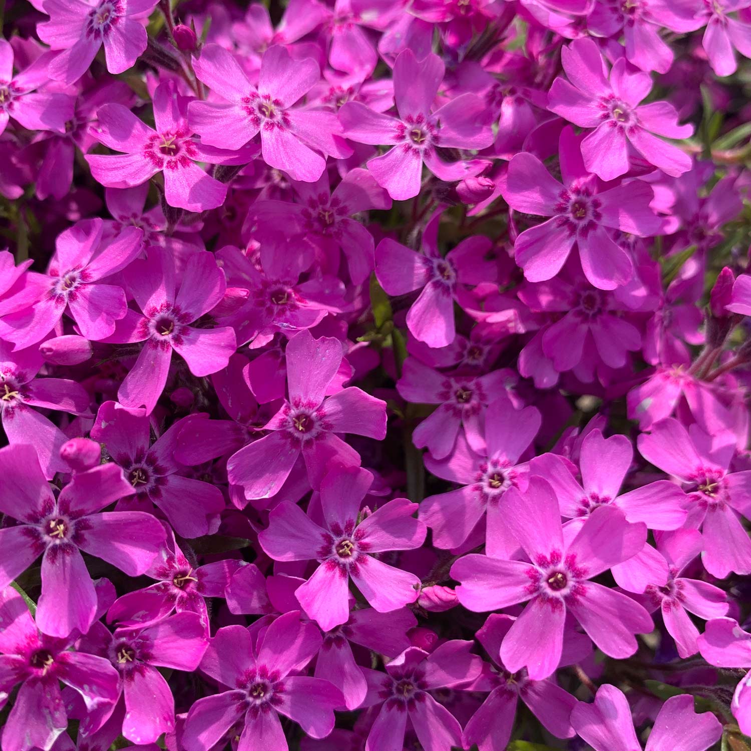 Roter Polsterphlox