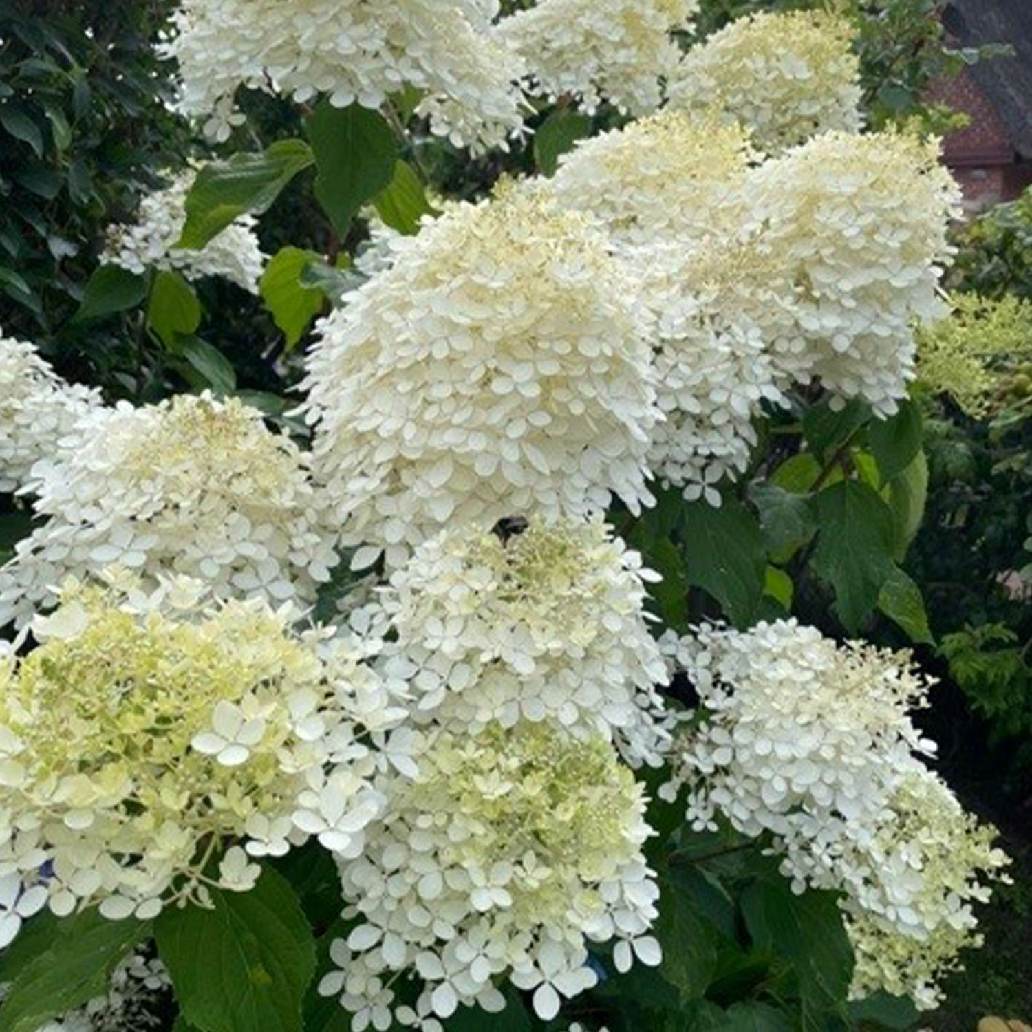 Rispenhortensie 'Limelight'