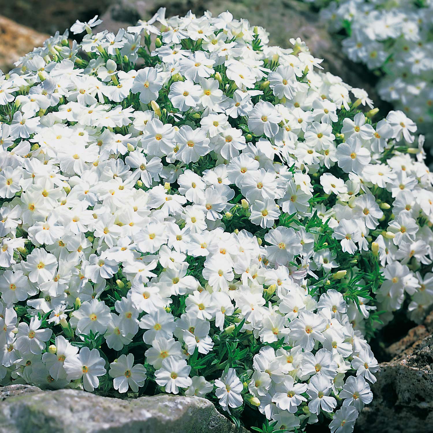 Polsterphlox 'White Delight'