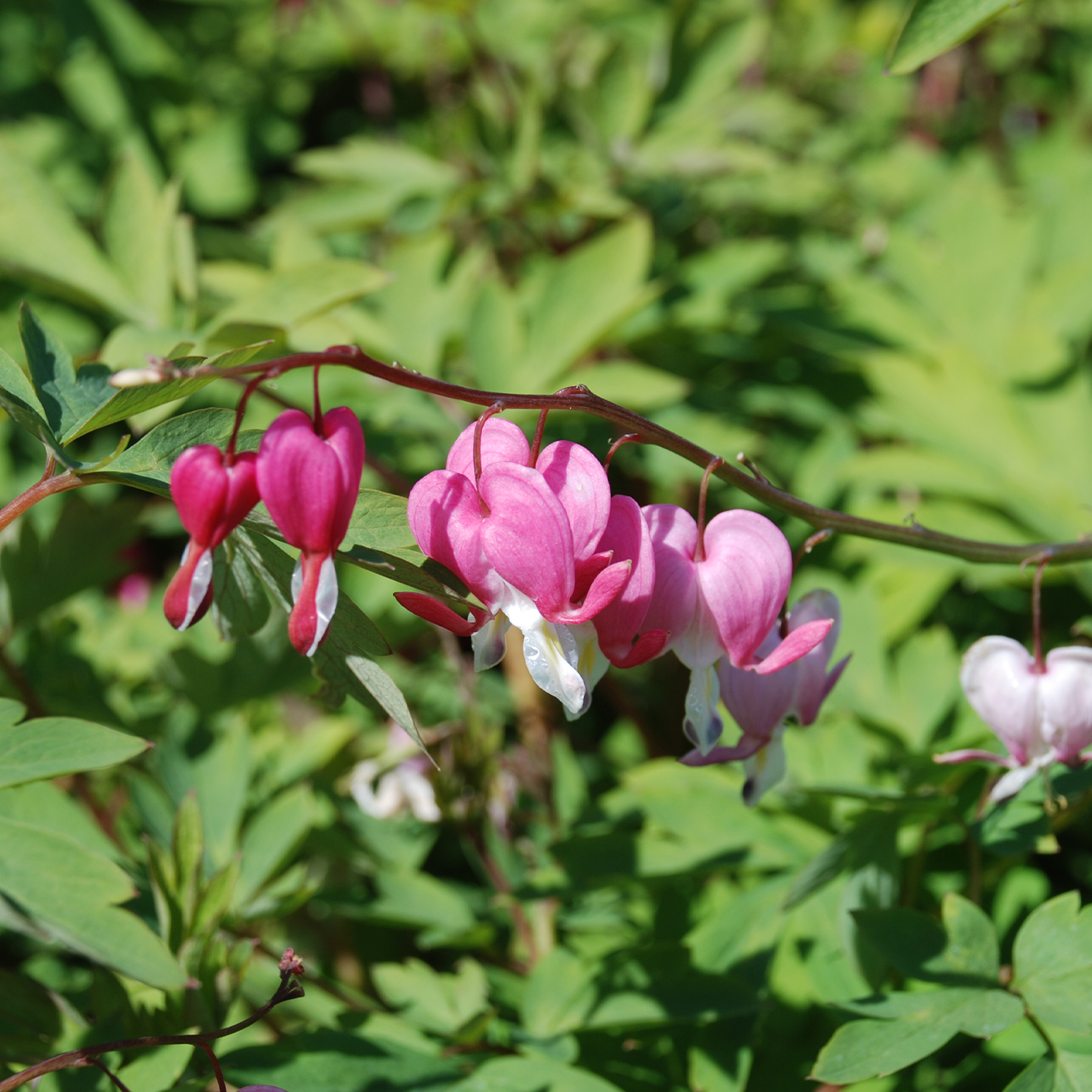 Tränendes Herz (rosa)