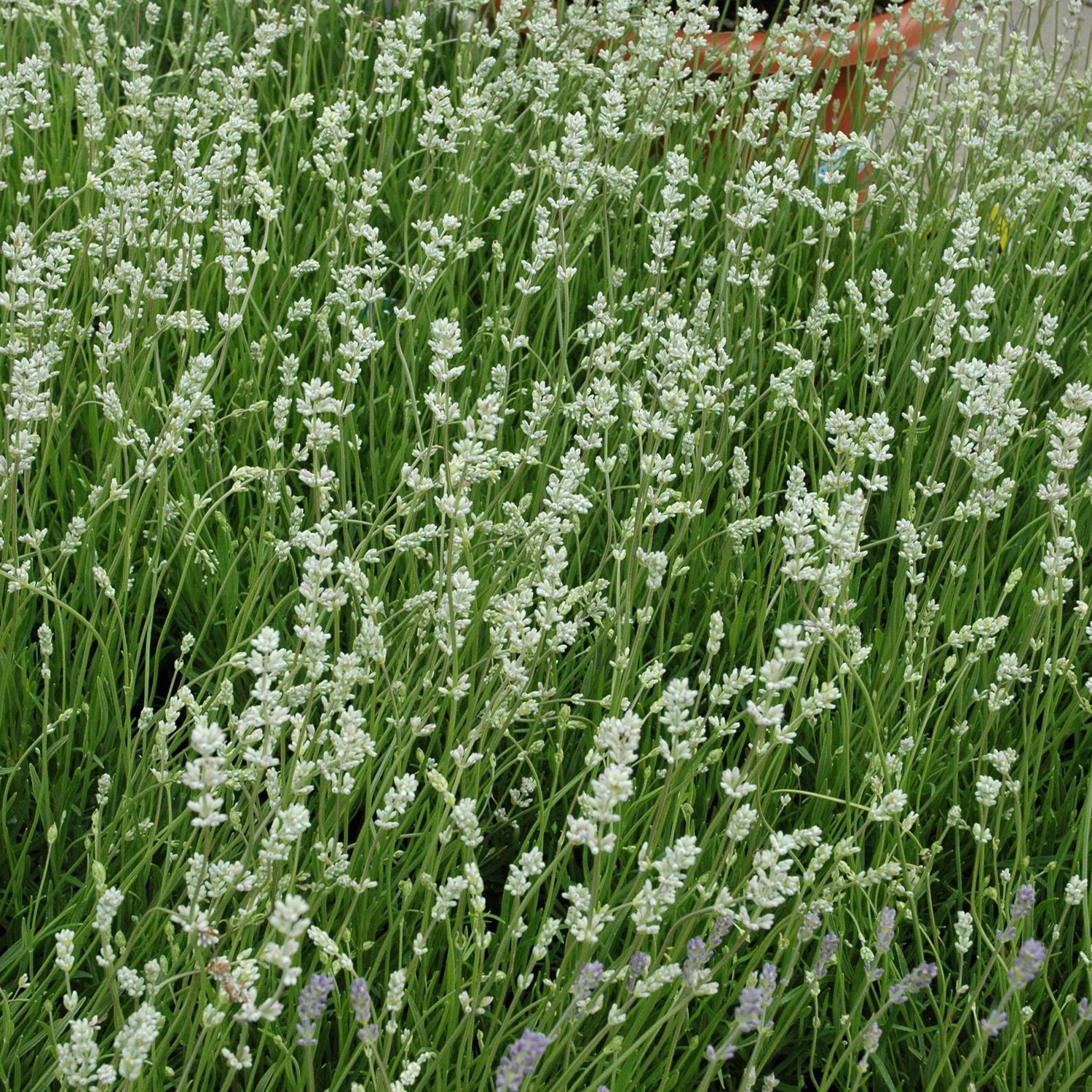 Weißer Lavendel 'Alba' - 3 Stück