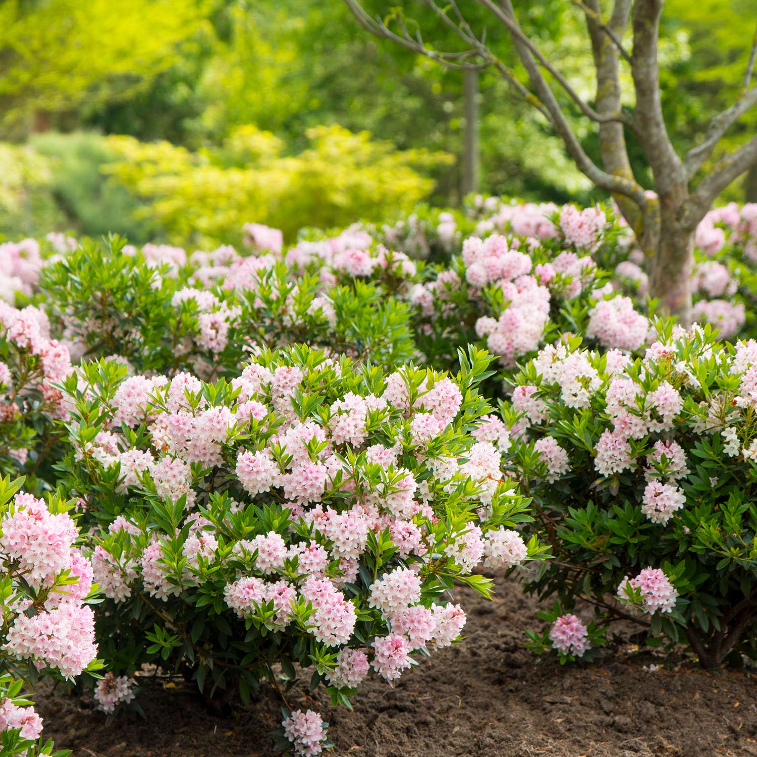 Rhododendron Nugget by 'Bloombux®' - der blühende Buchsbaumersatz