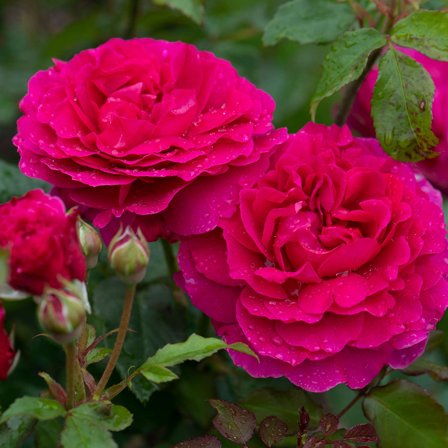 David Austin-Rose 'Gabriel Oak®'