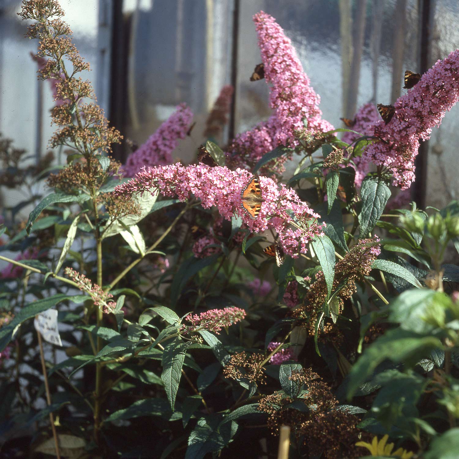 Schmetterlingsflieder 'Pink Delight'