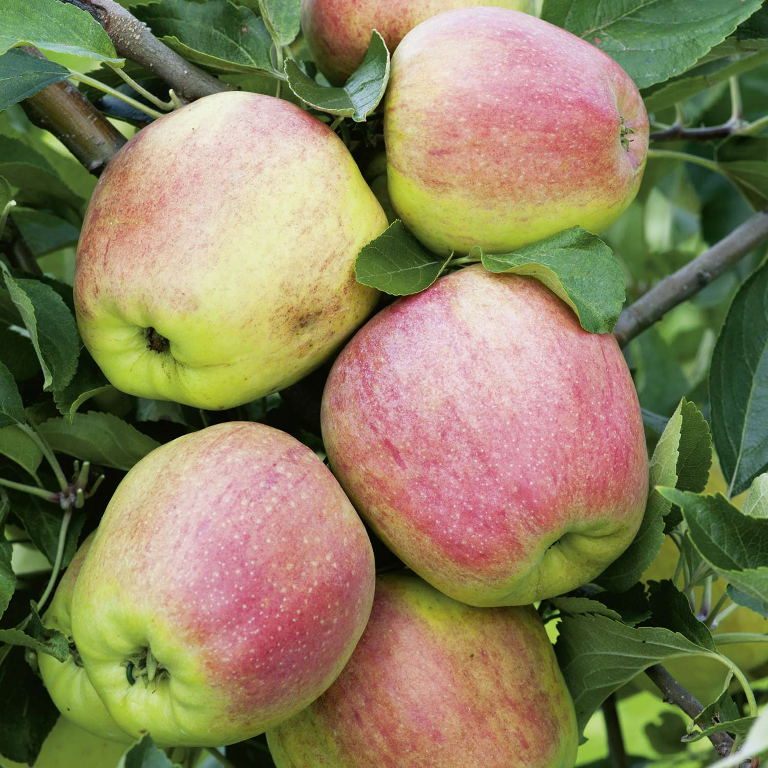 Kategorie <b>Produkt ohne Kategoriezuordnung </b> - Apfel &#039;Finkenwerder Herbstprinz&#039;   - Winterapfel, 5 Liter, 80 - 100 cm Liefergröße: 80 - 100 cm - Malus &#039;Finkenwerder Herbstprinz&#039;