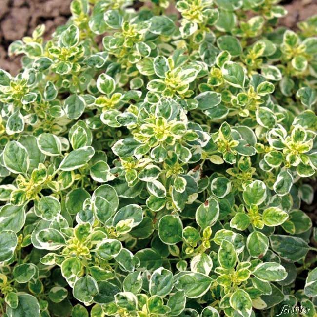 Weißgefleckter Oregano 'Panta'