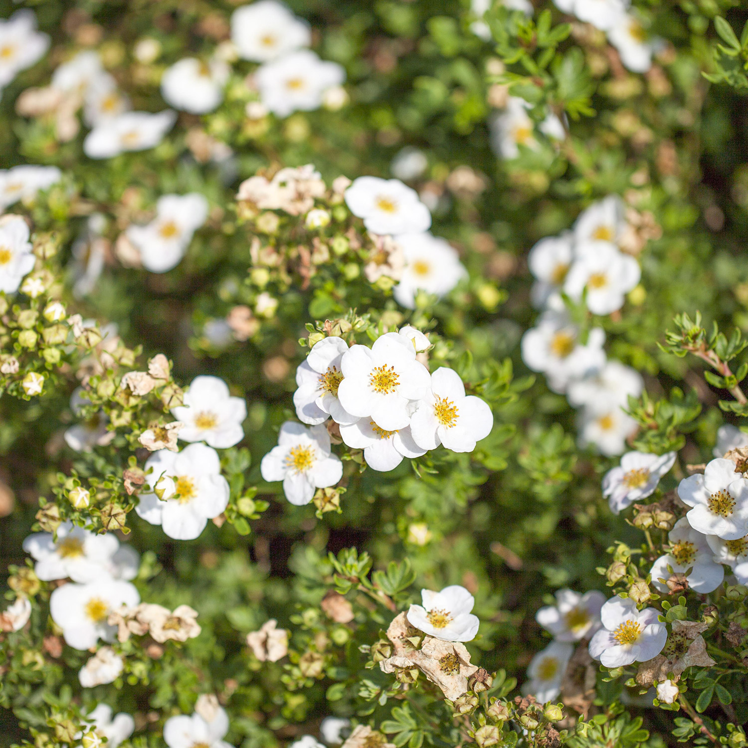 Kategorie <b>Produkt ohne Kategoriezuordnung </b> - Fingerstrauch &#039;Abbotswood&#039;, P 9, 15 - 20 cm Liefergröße: 15 - 20 cm - Potentilla &#039;Abbotswood&#039;