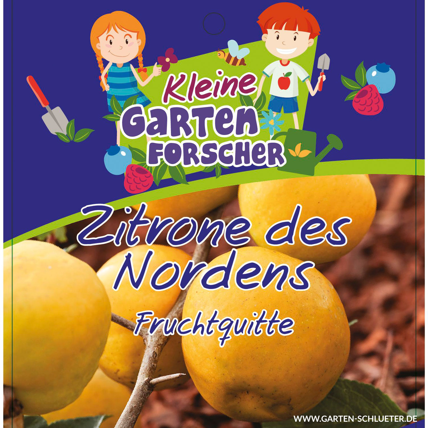 Fruchtquitte 'Zitrone des Nordens'   - Kleine Gartenforscher