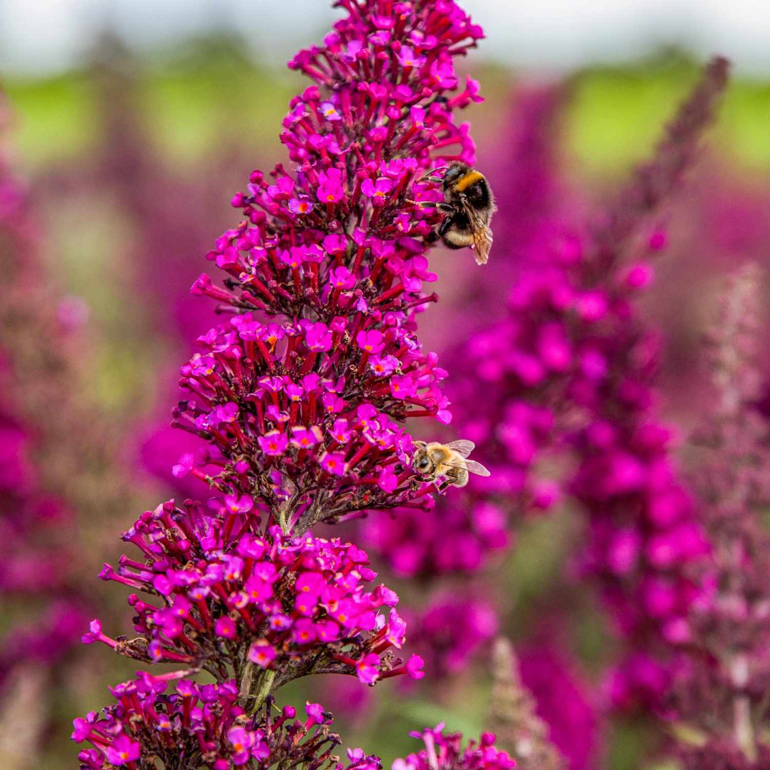 Zwerg-Schmetterlingsflieder Summer Lounge 'Octopus Magenta' ®