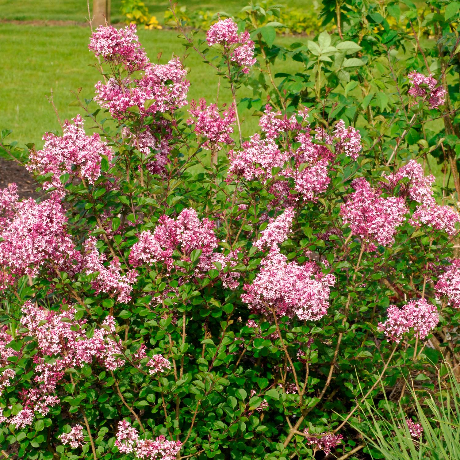 Zwerg-Wildflieder 'Red Pixie'