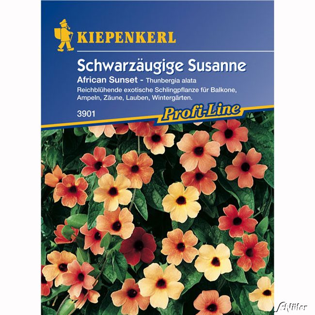 Schwarzäugige Susanne 'African Sunset'