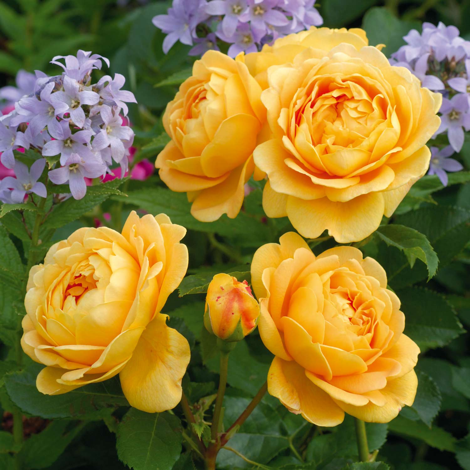 David Austin-Rose 'Golden Celebration®' - AGM-Rose