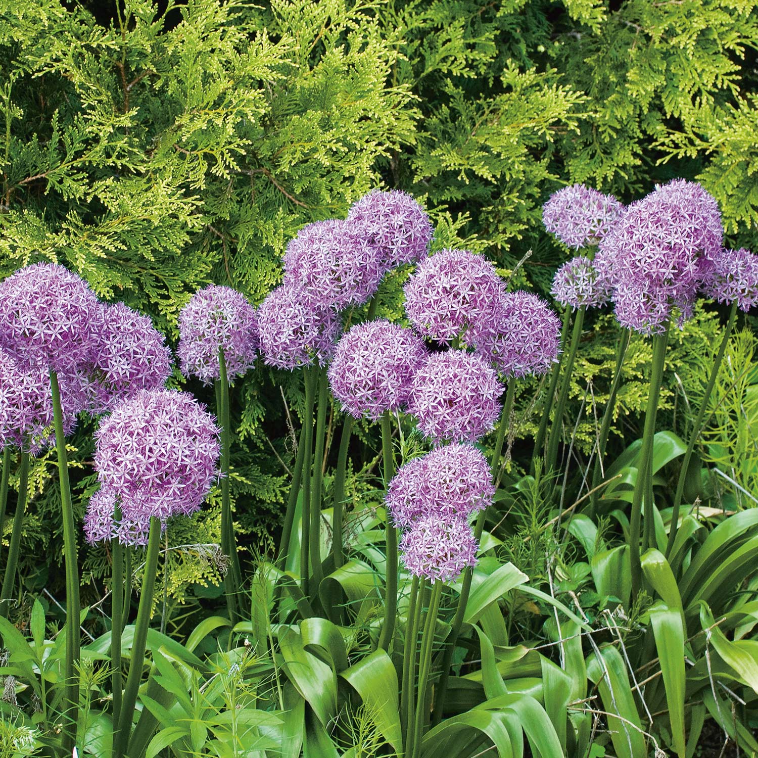 Allium 'Globemaster' - 1 Stück