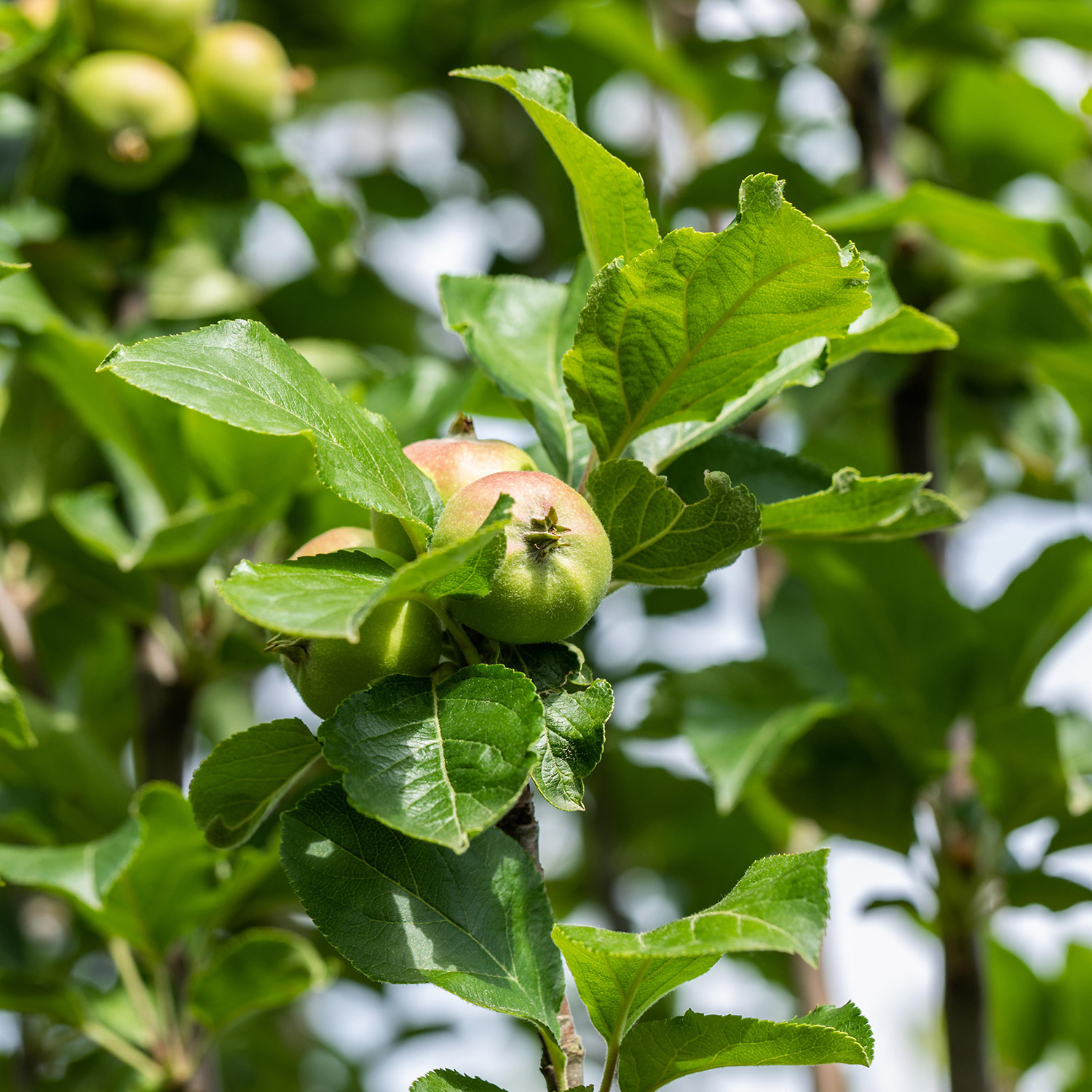 Kategorie <b>Produkt ohne Kategoriezuordnung </b> - Apfel &#039;James Grieve&#039; 5 Liter, 80 - 100 cm Liefergröße: 80 - 100 cm - Malus &#039;James Grieve&#039;