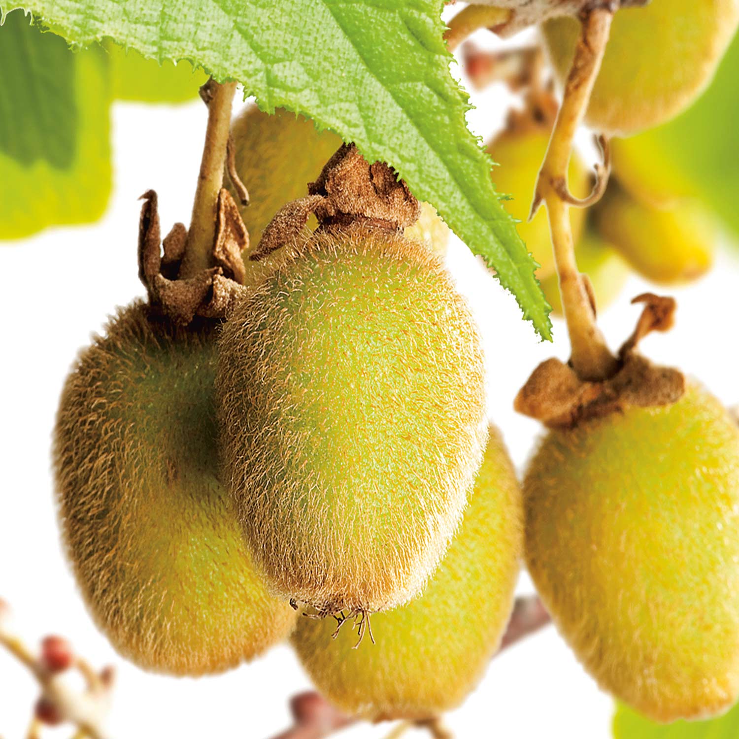 Selbstfruchtende Kiwi 'Jenny'