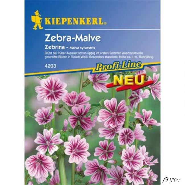 Zebra-Malve 'Zebrina'