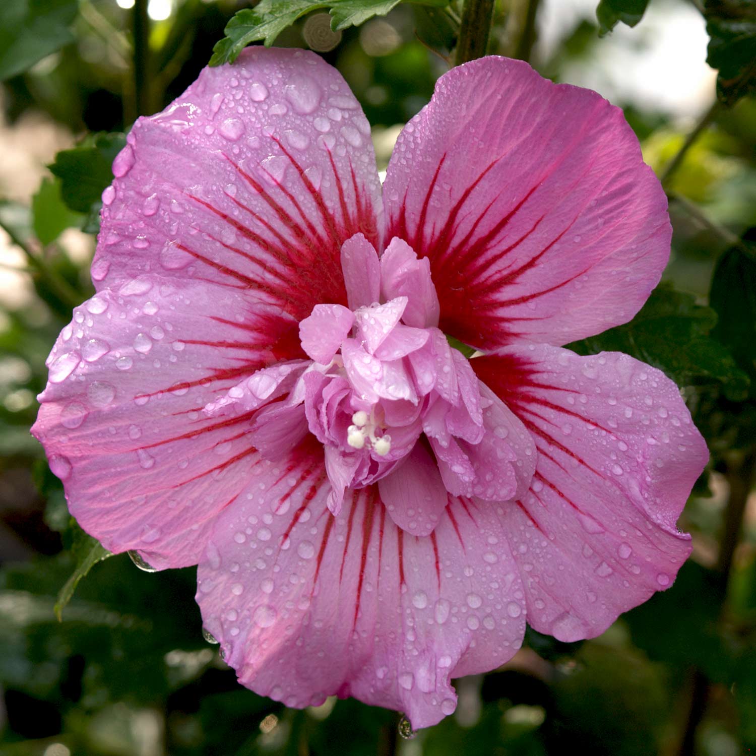 Garteneibisch 'Maike' - Hibiskus