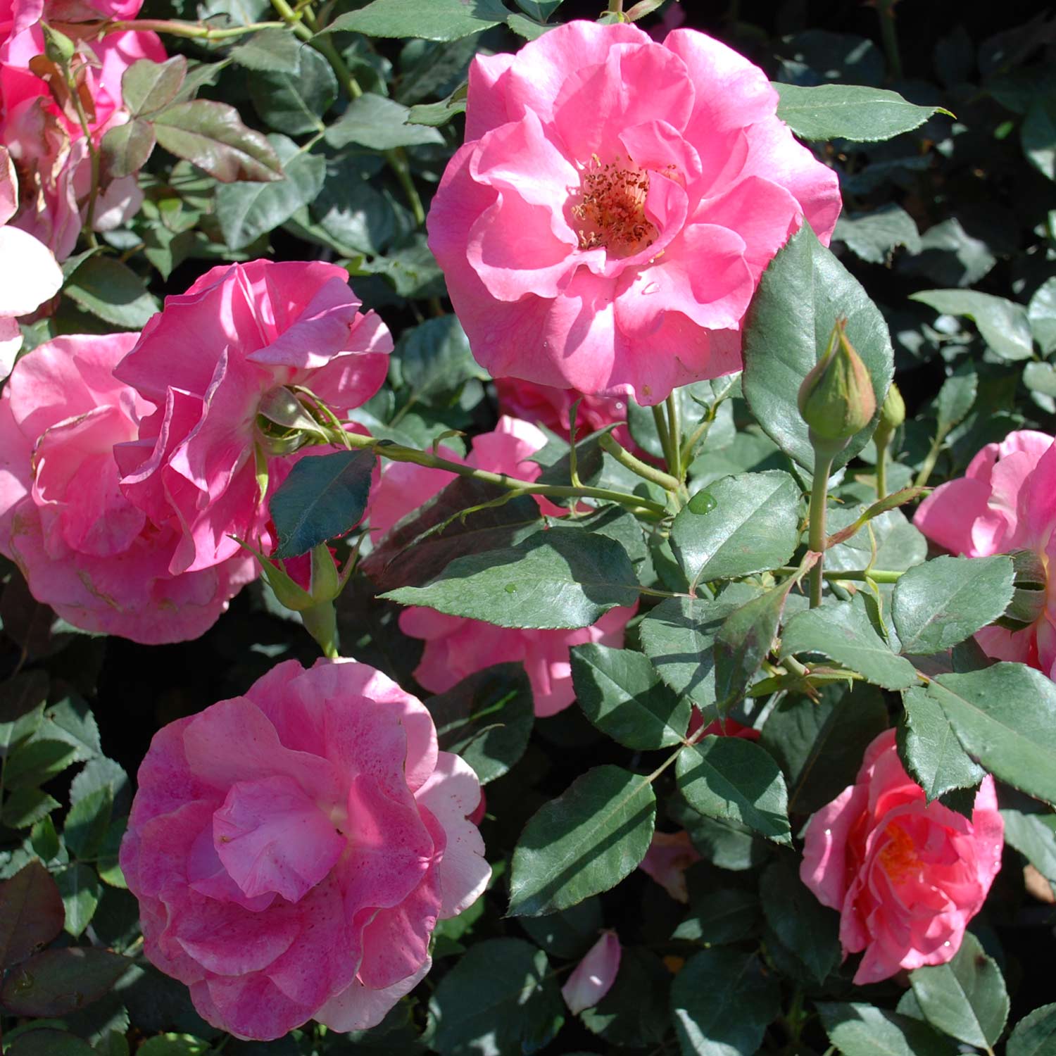 Strauchrose 'Romanze®'