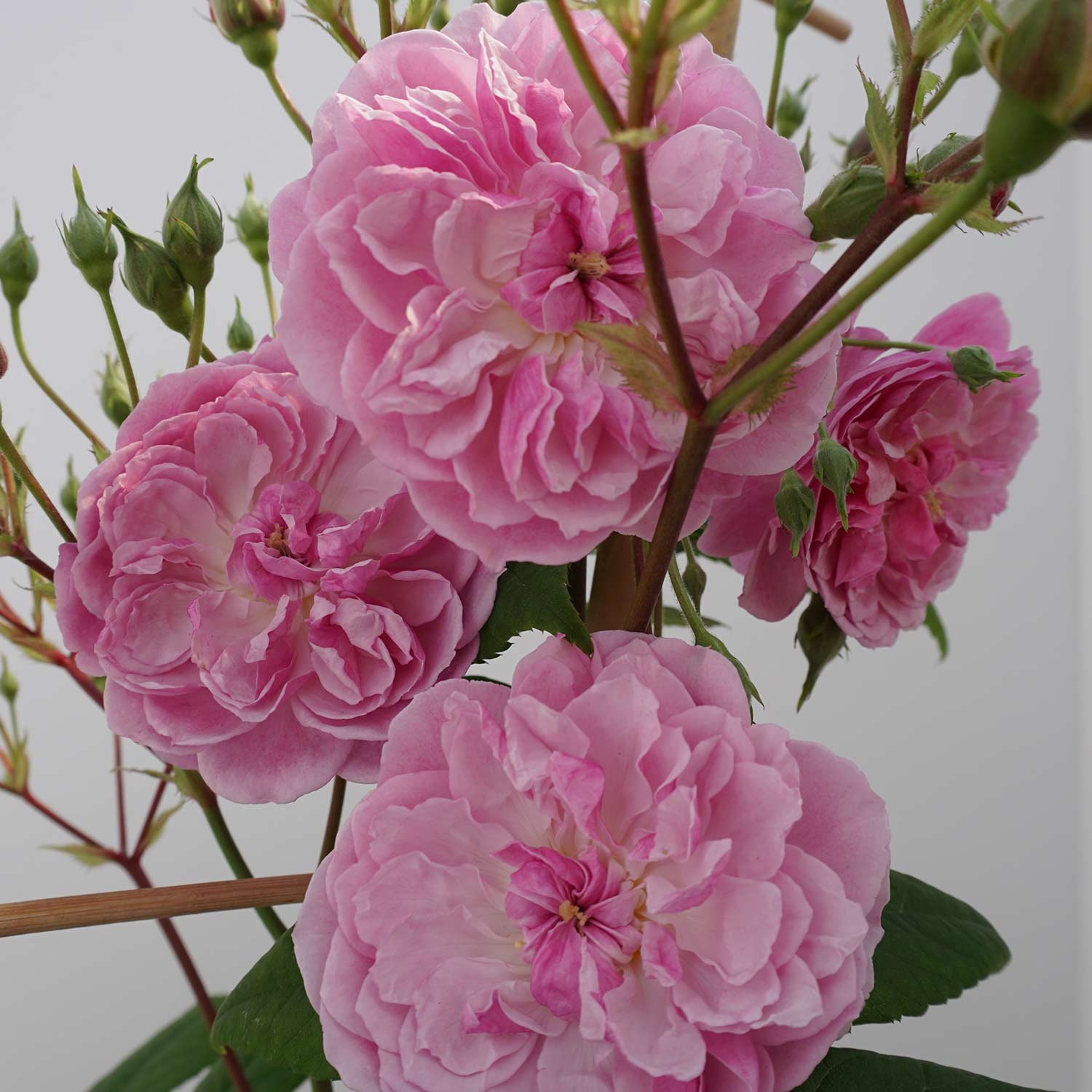 Kletterrose 'Romantic Siluetta®'