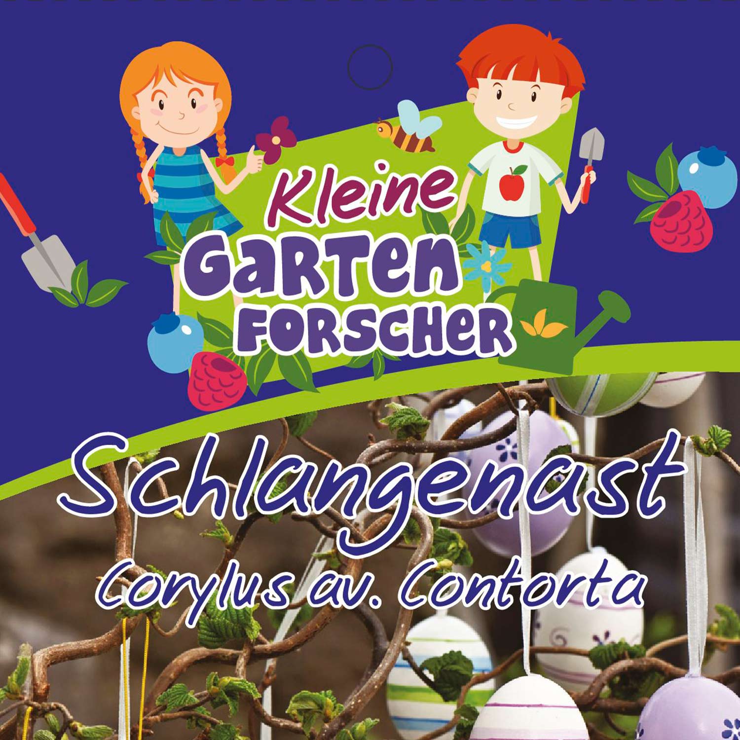 Korkenzieher-Hasel 'Schlangenast' Kleine Gartenforscher