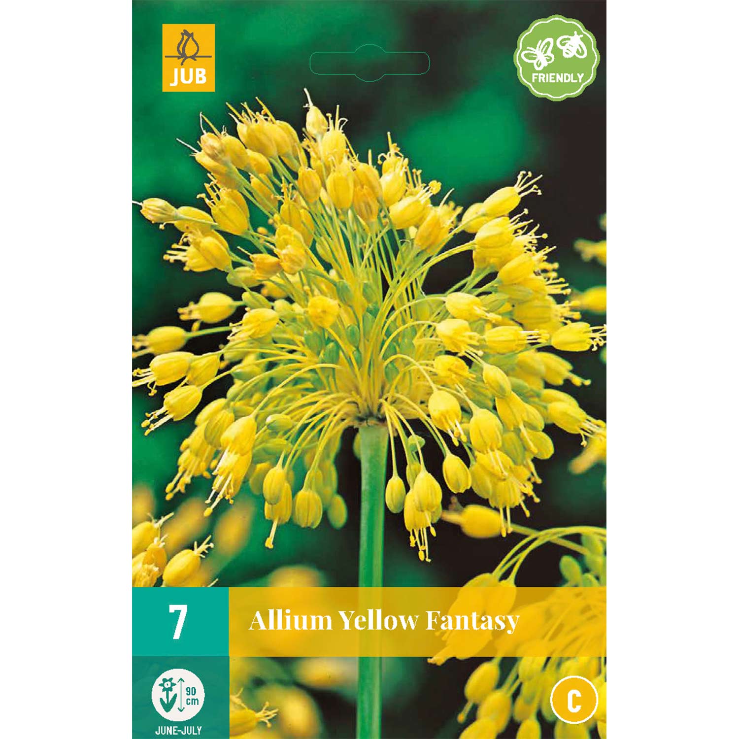 Allium 'Yellow Fantasy®'- 7 Stück