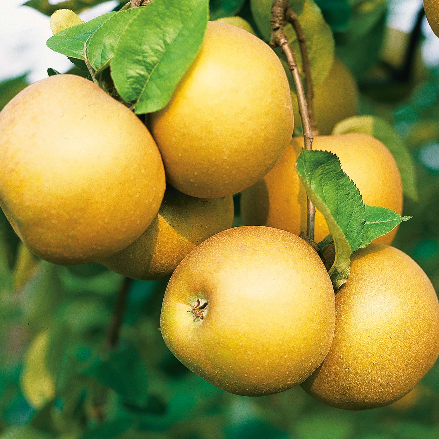 Apfel 'Boskoop' - Allergiker geeignet