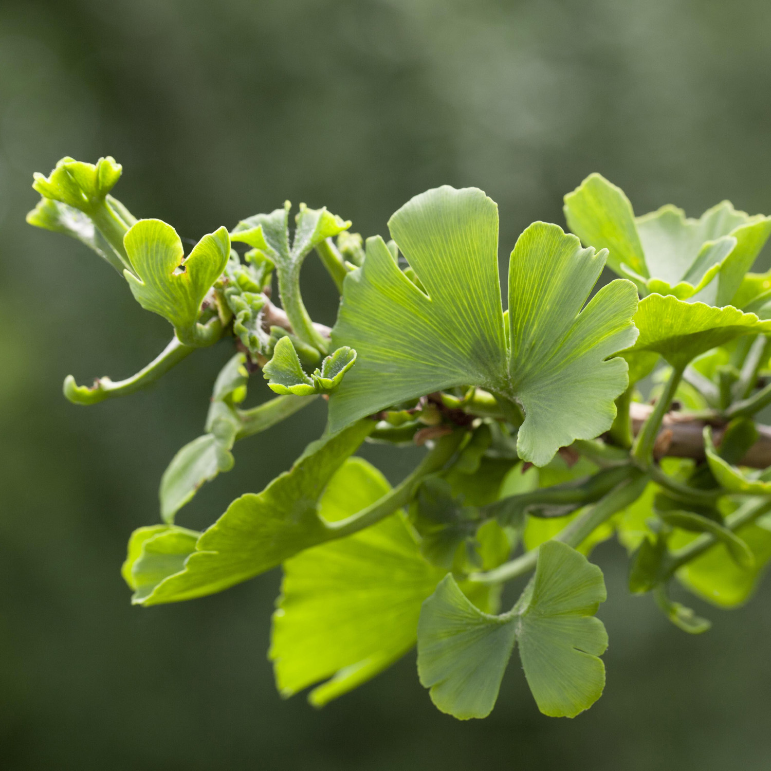 Fächerblattbaum/Gingko 'Troll'