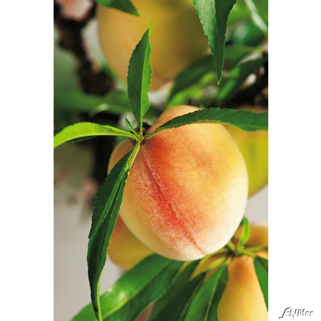 Pfirsich-Apricose 'Pfirsicose'