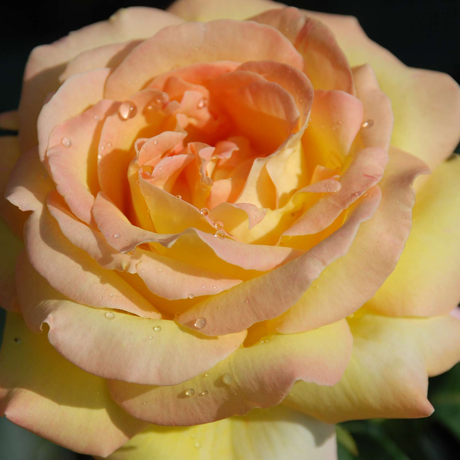 Edelrose 'Gloria Dei®' / 'Peace'